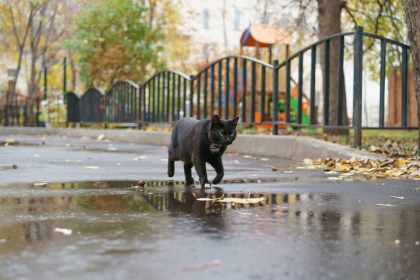 Autumn in the city, black cat walking at the street