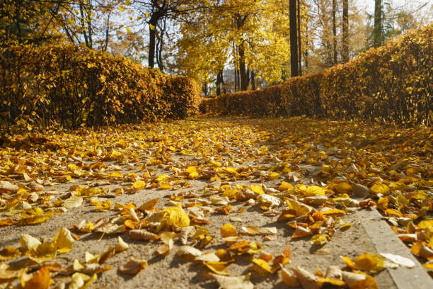 Autumn colors in the park