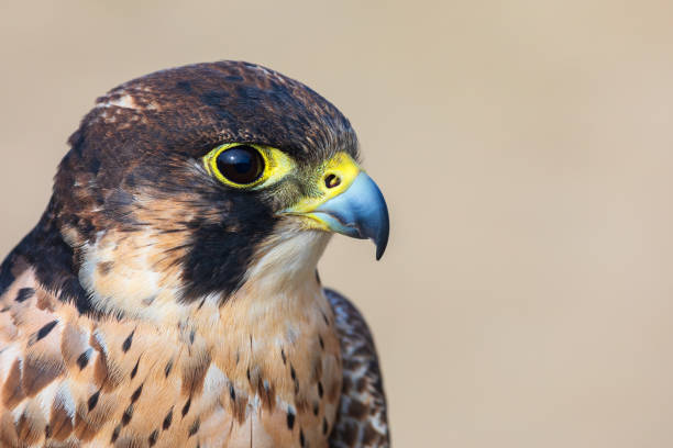 Sharp-shinned Hawk (Accipiter striatus) closeup. Sharp-shinned Hawk (Accipiter striatus) closeup. Portrait of hawk looking left, photographed in profile. galapagos hawk stock pictures, royalty-free photos & images