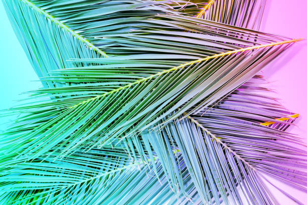 istock Tropical palm leaves in vibrant gradient neon colors. 1060193722