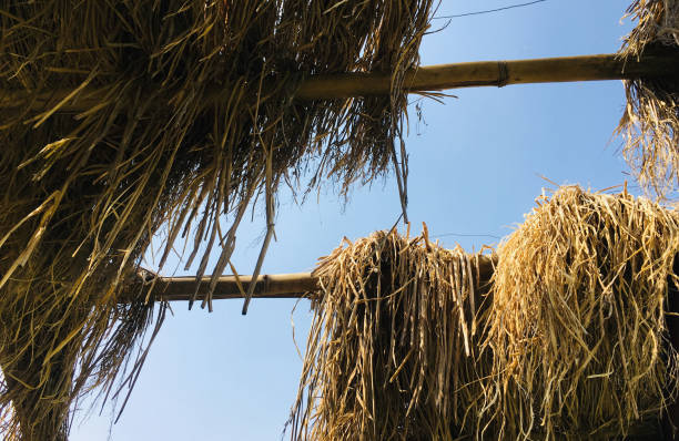 istock Skyview from Thatch Roof in a farm 1060196480