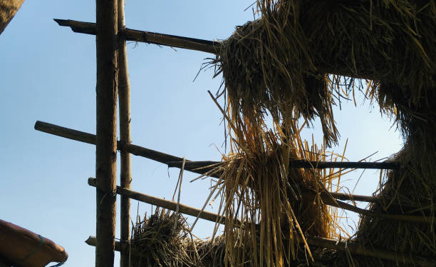 istock Skyview from Thatch Roof in a farm 1060196570