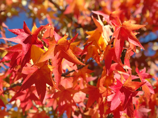 istock Maple leaves blue sky Autumn nature background 1060196842