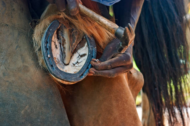 istock Farrier shoeing a horse 1060199796