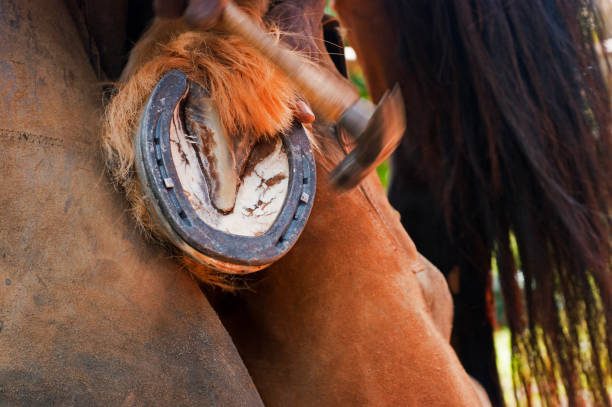 istock Farrier shoeing a horse 1060199810