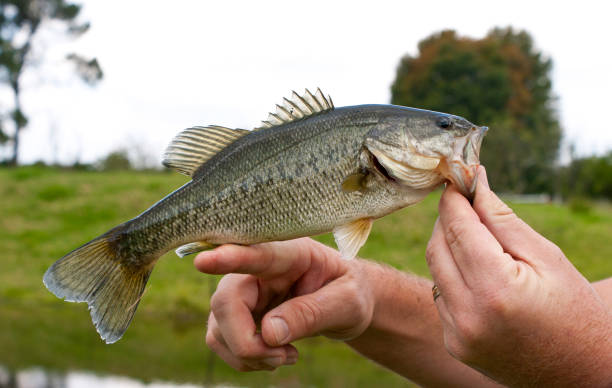 istock Large mouth bass 1060204600