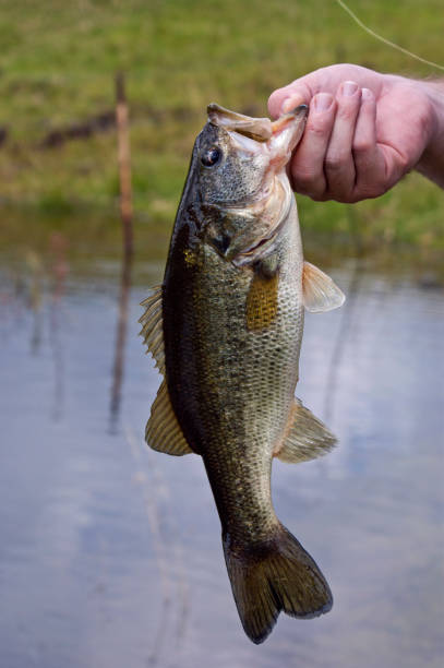 istock Large mouth bass 1060204626