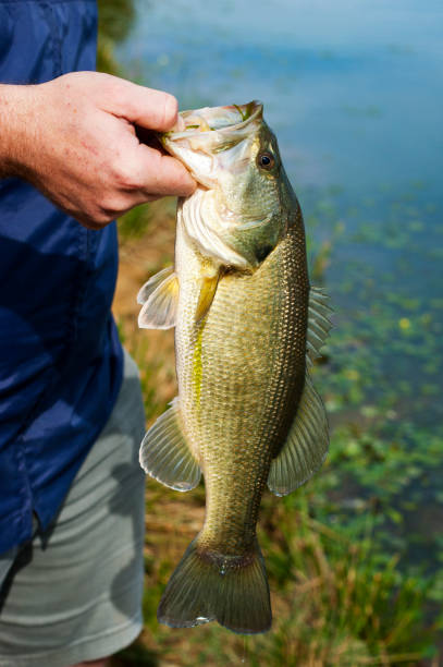 istock Large mouth bass 1060204634