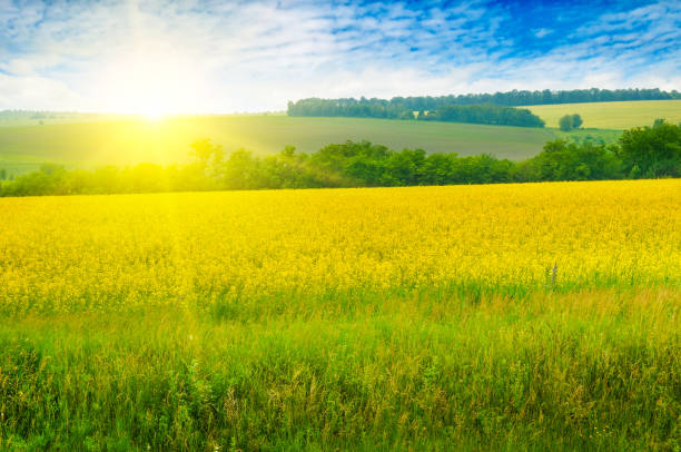 istock Blossoming rapeseed field leading to the beautiful sunset sky. 1060207510