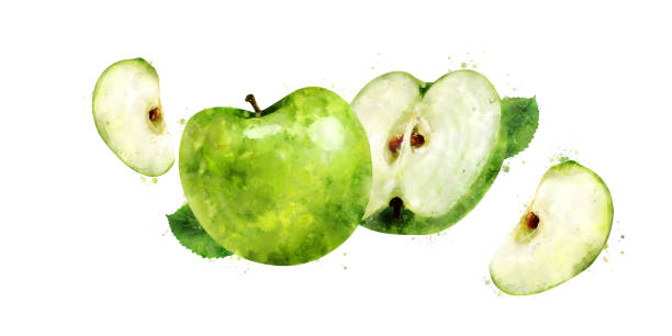 Green Apple on green background. Watercolor illustration Green Apple, hand-painted illustration on green background green apple slices stock illustrations