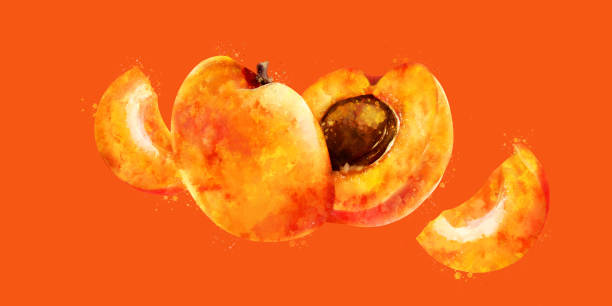 istock Apricot on orange background. Watercolor hand-painted illustration 1060213796