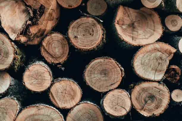 istock Wooden natural cut logs in summer forest 1060213970