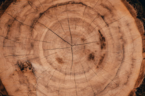 istock Wooden natural cut logs in summer forest 1060213972