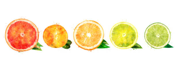 illustrazioni stock, clip art, cartoni animati e icone di tendenza di acquerello arancio, limone, agrumi, mandarino, pompelmo e lime - lime ripe fruit citrus fruit