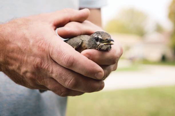istock Baby Bird in Man's Hands 1060214500