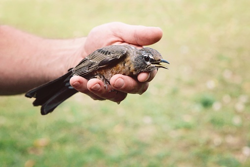 A man holds a young robin, who is recovering after flying into a window.
