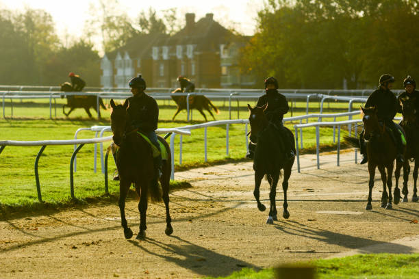 newmarket warren hill gallops - equestrian event flat racing horse racing people zdjęcia i obrazy z banku zdjęć