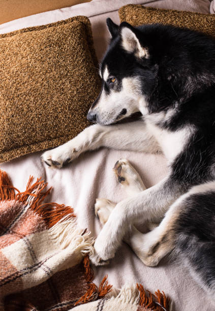 istock Cute dog sleeping on a bed under a plaid 1060217772