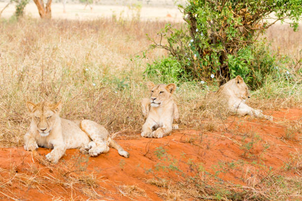 istock Group of lions 1060217996