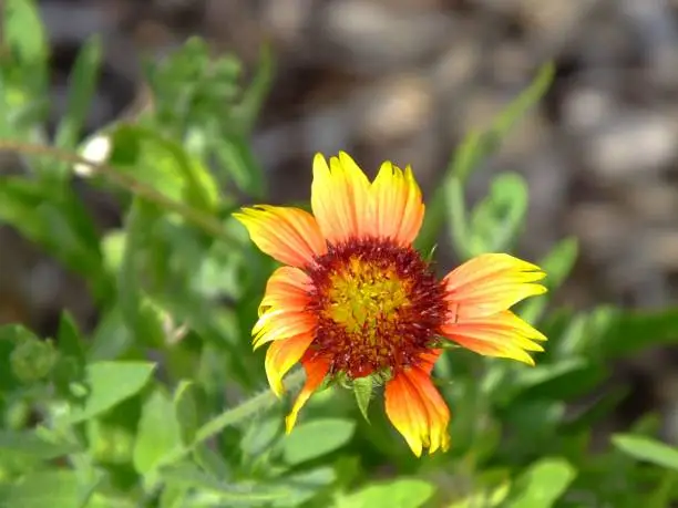 Indian blanketflower is also known as Firewheel, Indian blanket, or Sundance and is a North American species of short-lived perennial or annual flowering plants in the sunflower family.