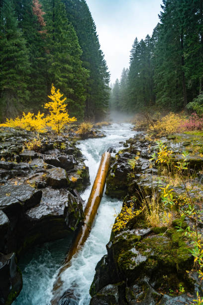 istock Fallen log on the Rogue River in Oregon 1060220594