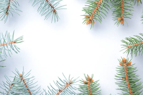 istock Christmas pattern with fir branches. Blank for holiday cards. Christmas branches on white background. Copy space 1060222112