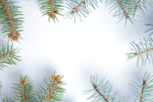 istock Christmas pattern with fir branches. Blank for holiday cards. Christmas branches on white background. Copy space 1060222122