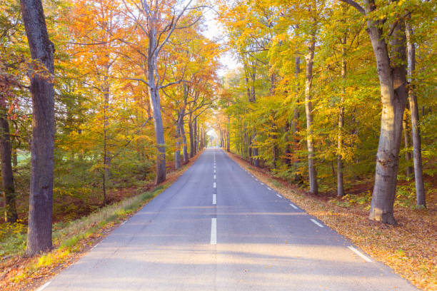 istock Flying over road, in tree area just at sunset, fall 1060223152