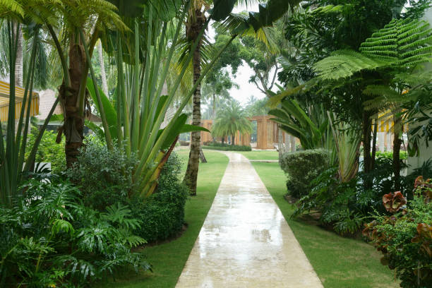 istock Tropical garden on a rainy day 1060224610