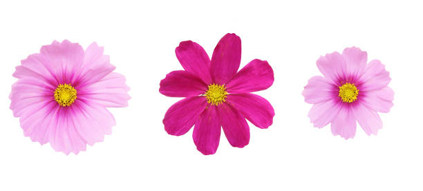 istock flower head of cosmos in a white background 1060227916