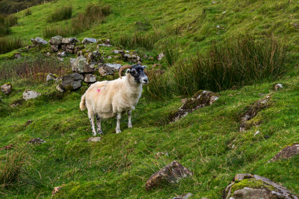 Fairy Glen - Isle Of Skye - Scotland stock photo