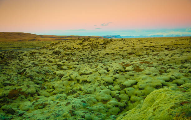 Moss cover on volcanic landscape