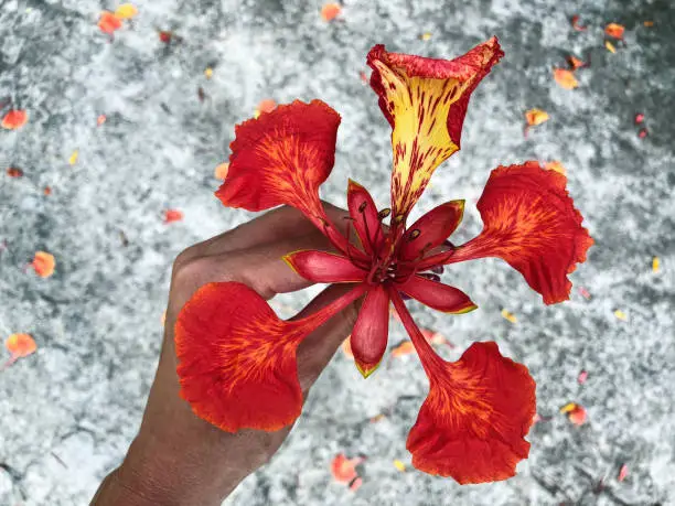 A woman's hand is holding beautiful Flame Tree Flower (Delonix regia, Flamboyant Tree). Processed with VSCO with f2 preset.