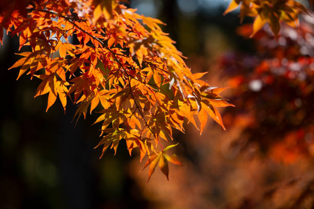 istock Beautiful autumn leaves 1060233482