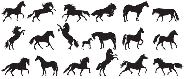 illustrations, cliparts, dessins animés et icônes de silhouette de cheval - cheval