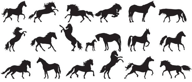 силуэт лошади - лошадь stock illustrations