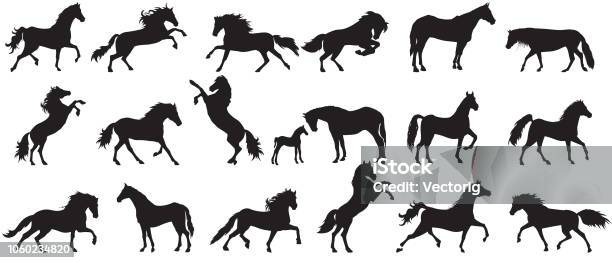 Horse Silhouette Stock Illustration - Download Image Now - Horse, In Silhouette, Shadow