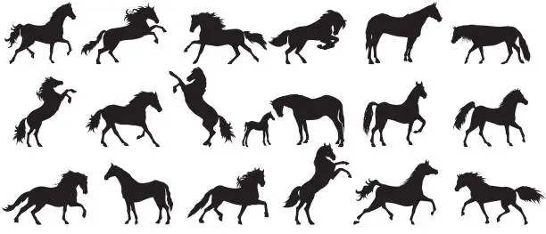 Vector illustration of Horse silhouette