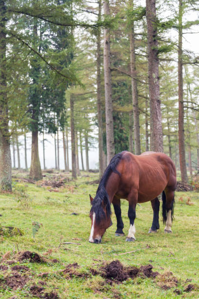 istock Basque mountain horse breed horse pasturing on the mountain. 1060239864