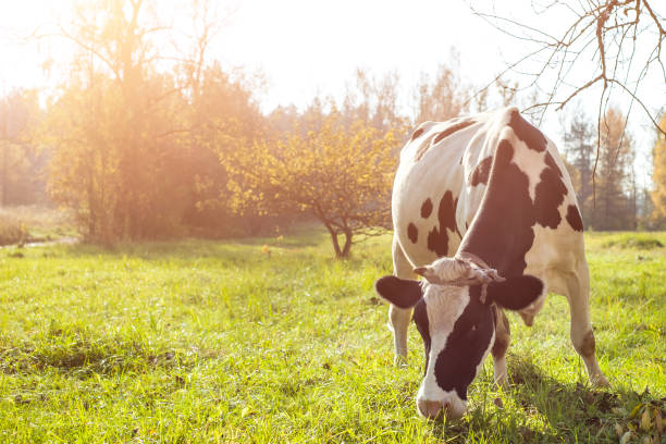 istock beautiful white red-haired young cow on pasture looking at camera. 1060240608