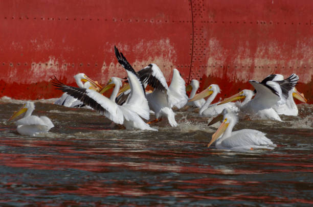 American white Pelican American white pelicans feeding on the Mississippi river near Davenport Iowa while migrating up the mighty river during the crisp cool air of early spring white pelican animal behavior north america usa stock pictures, royalty-free photos & images