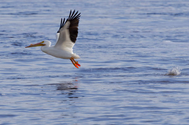 istock American white Pelican 1060240652