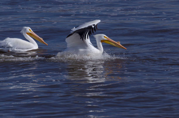 istock American white Pelican 1060240668