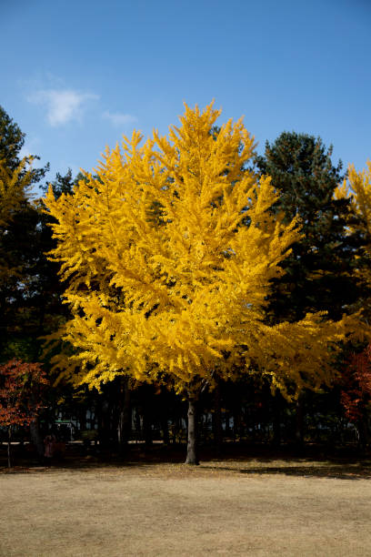 istock Beautiful Autumn Ginkgo 1060240800