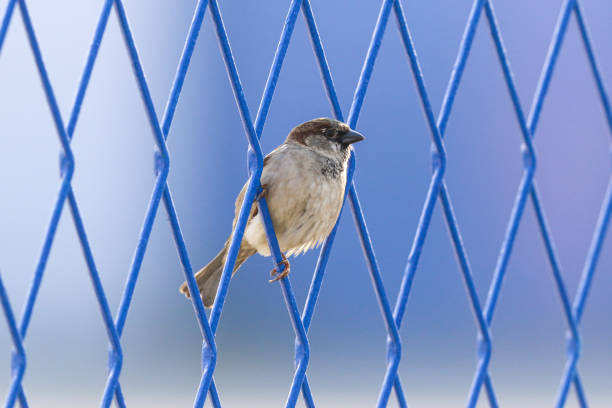 Wild Sparrow on Fence, Domestic House
