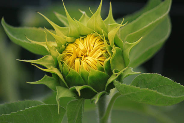 bocciolo di girasole che inizia a fiorire - petal bud plant agriculture foto e immagini stock