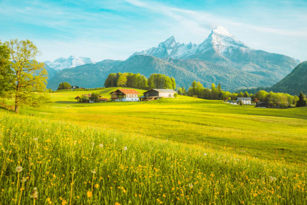 istock Idyllic landscape in the Alps with blooming meadows in springtime 1060244518