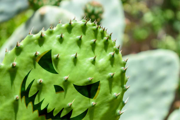 In early spring growth forms on the cacti. This adds to the beauty of the Arizona desert.