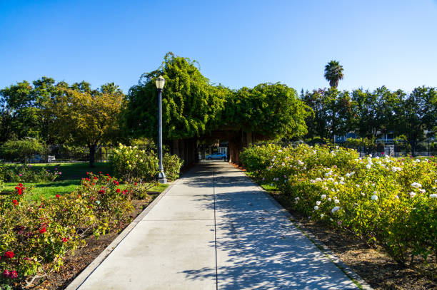 istock background and tree door view in Rose Gardens 1060248766
