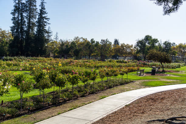 A small road in Rose Gardens